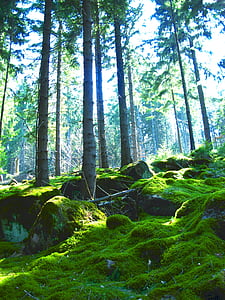 Metsä, Moss, Luonto, havupuut, havumetsää