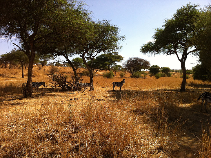 сафари, Африка, Зебра