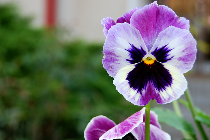 pansy, flower, spring, nature, purple, plant, close-up