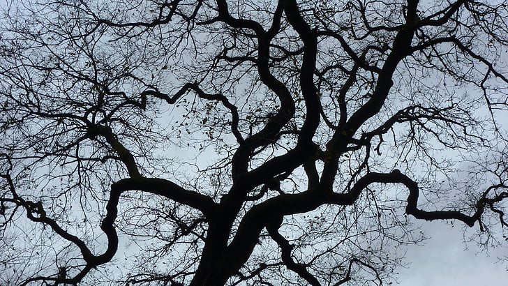 contraste, árvore, percepção de profundidade