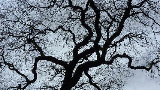 contraste, árbol, percepción de la profundidad