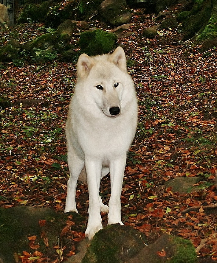 weißer wolf, Kasselburg, Deutschland, Hund, Tier, Eckzahn, Rassehund