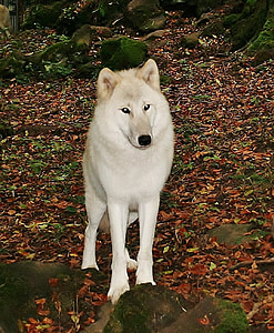 loup blanc, Kasselburg, Allemagne, chien, animal, canine, chien de race pure