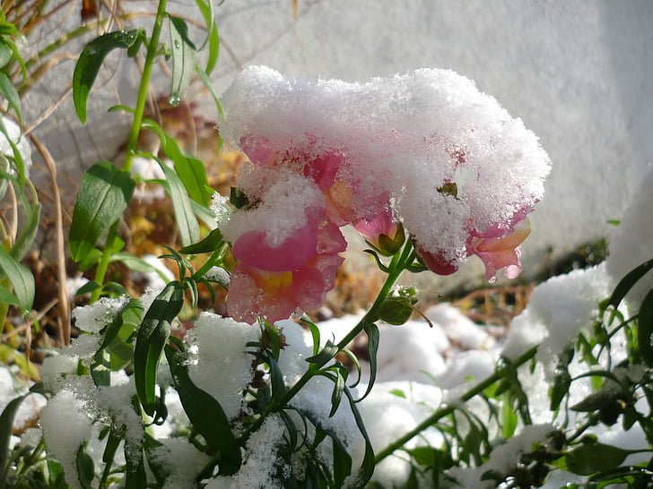 눈, 겨울, 꽃, 눈 덮인, 감기, 날씨, 자연