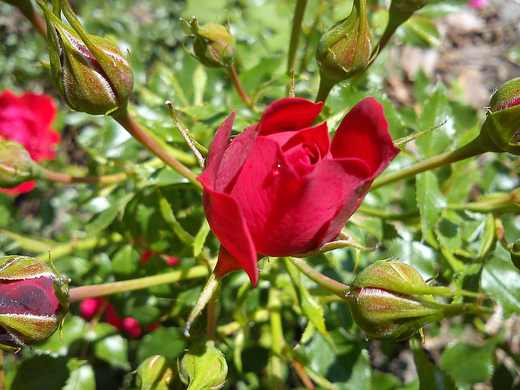 rosebud, red, rose