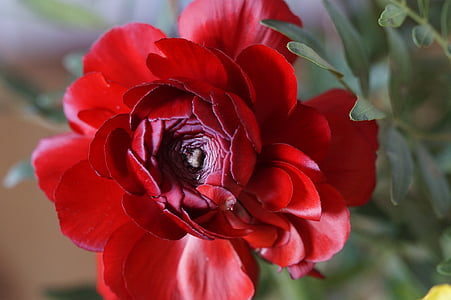 cvijet, cvijet, cvatu, Ranunculus, Crveni, biljka, Zatvori