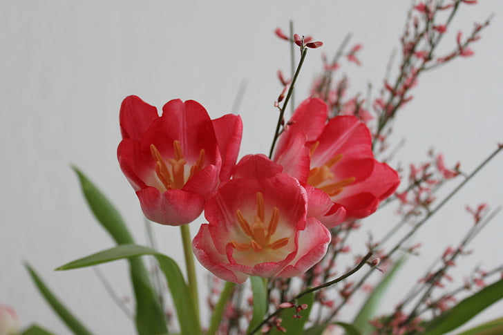 tulipas, flores, vermelho