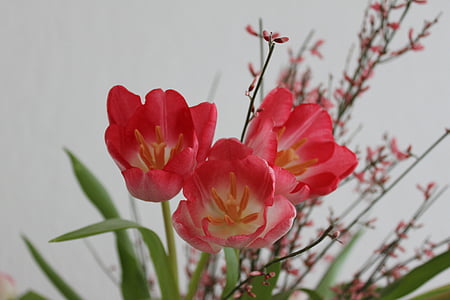 tulipes, flors, vermell