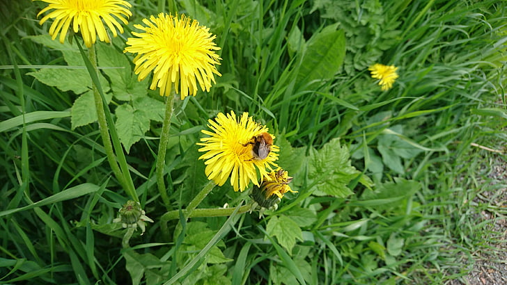 bumblebee, dandelion, grass, summer, sweden