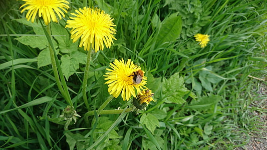 abejorro, diente de León, hierba, verano, Suecia