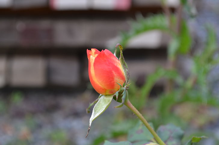 rosa, rød, blomst, Rosebush, kronblad, knappen, våren