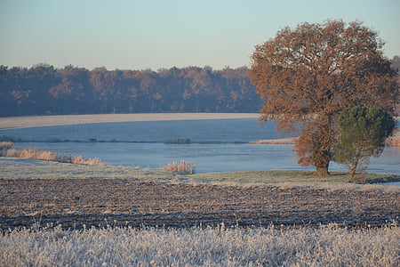 Indre, езера на brenne, дърво, зимни, гел