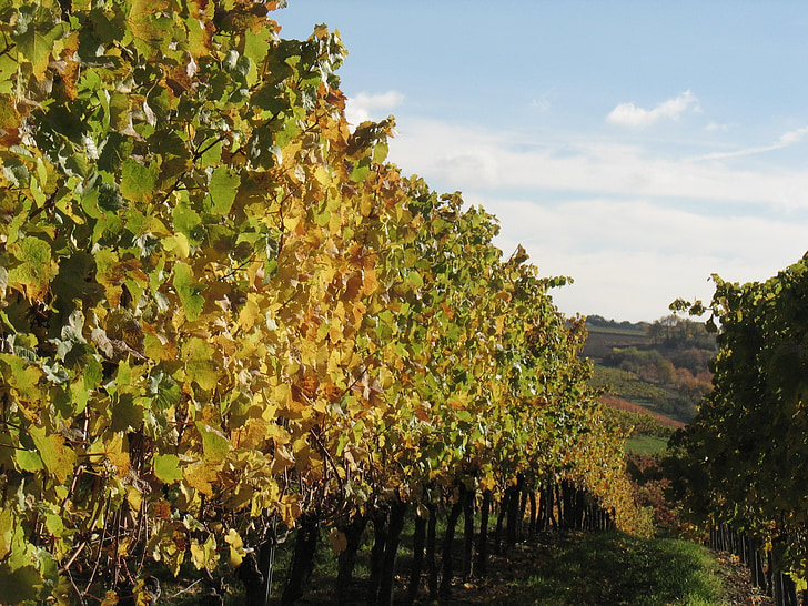 viinapuude, veinimeistri, Vineyard, Geenitehnoloogia veini tootmises, viinamarjakasvatust ala, taim, Sügis