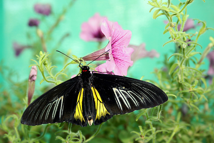 borboleta, natureza, inseto, closeup, insetos tropicais