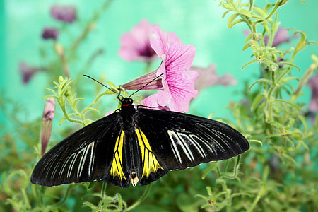 papillon, nature, insecte, Closeup, insectes tropicaux