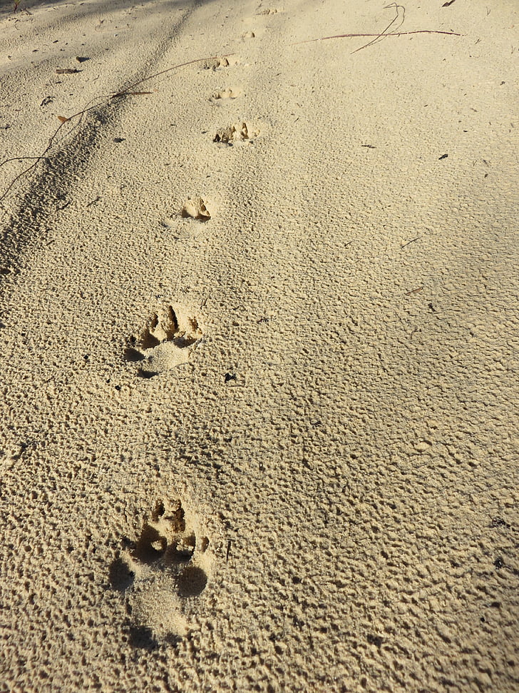 Dingo, illa de Fraser, costa est d'Austràlia, platja, Austràlia, sorra, animal salvatge
