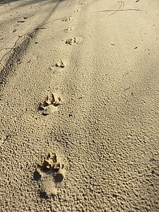 Dingo, Fraser island, East coast Australien, stranden, Australien, Sand, vilda djur