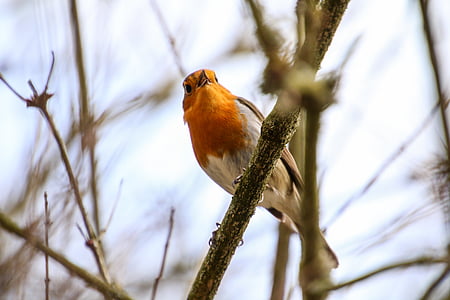 Robin, rotbrüstchen, lintu, pieni lintu, sulka, oranssi, istuu