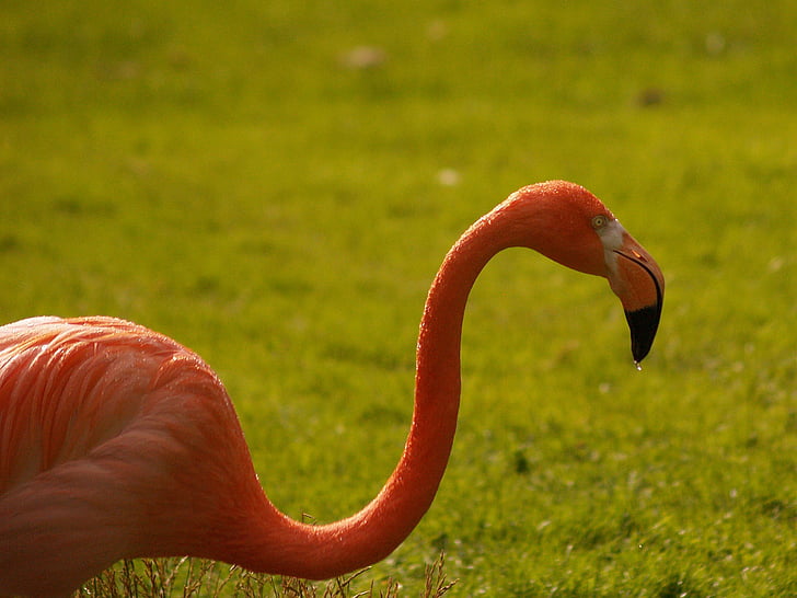 Flamingo, -de-rosa, caminhadas, animais, vida animal, jardim zoológico, natureza