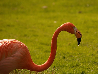 Flamingo, roze, wandelen, dieren, dierlijk leven, dierentuin, natuur