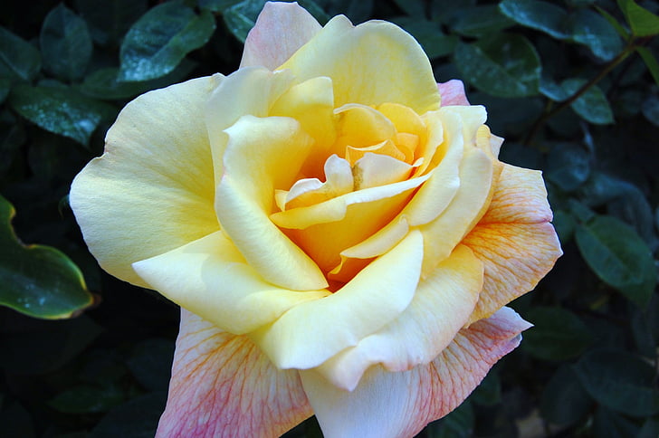 rosa, giallo, fiore, primavera, petali di, Bloom, Blossom