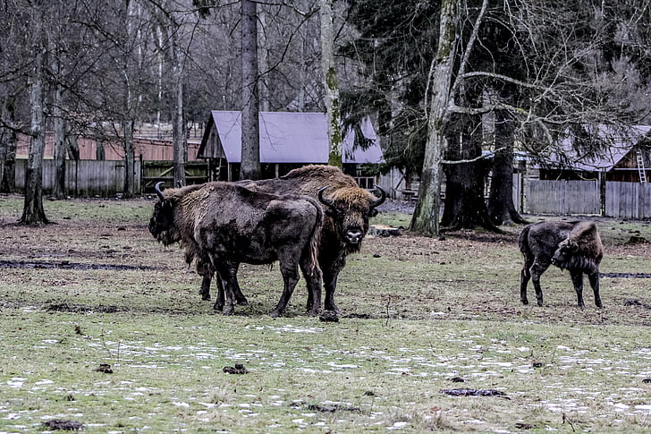 bison, demonstration reserve, lowland wisent