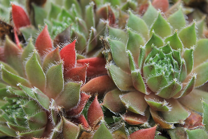 pianta, Cactus, natura