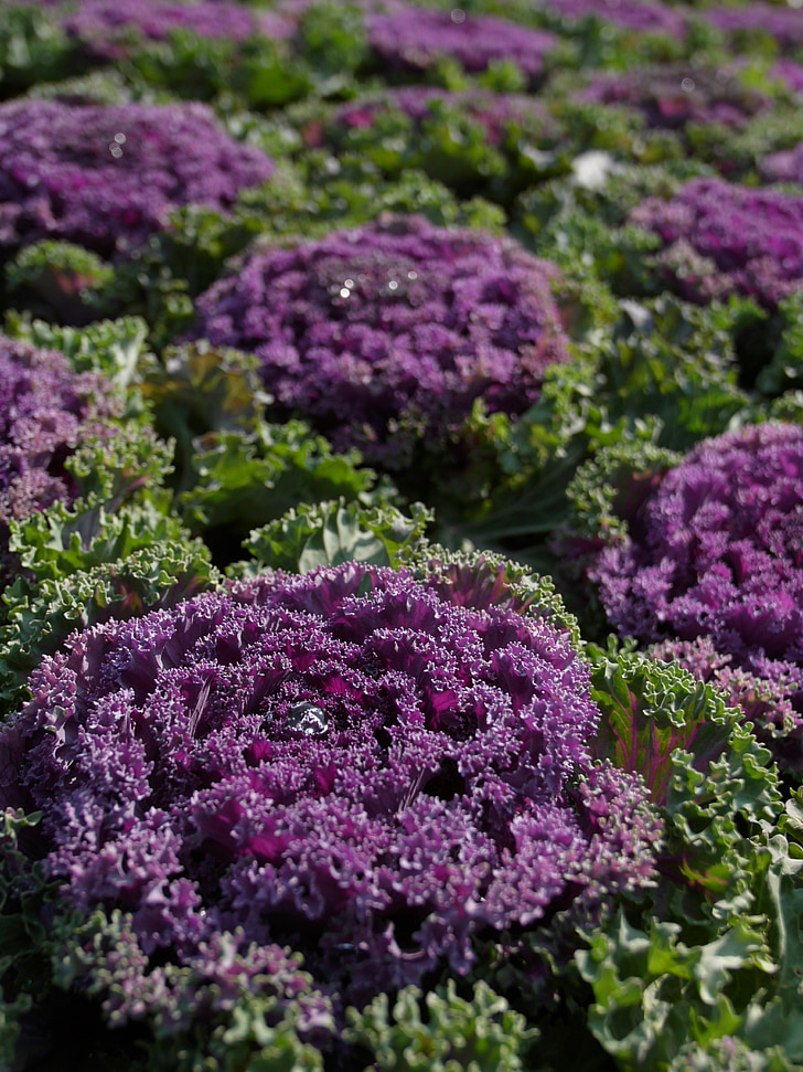 Purple капусти, овочі, квітка expo
