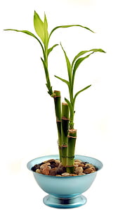 bamboo, houseplant, potted plant, vase, flower, plant, no people