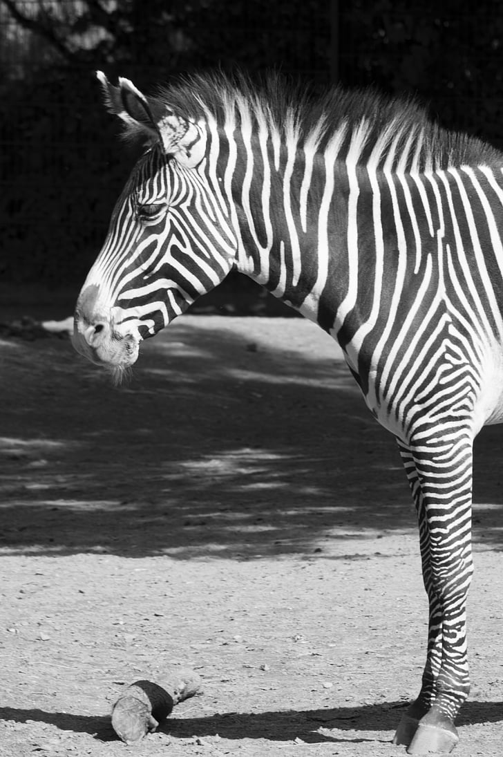 Zebra, svart, vit, svart och vitt, Zoo, zebraränder, randig