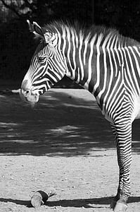 Zebra, noir, blanc, noir et blanc, Zoo, zébrures, rayé