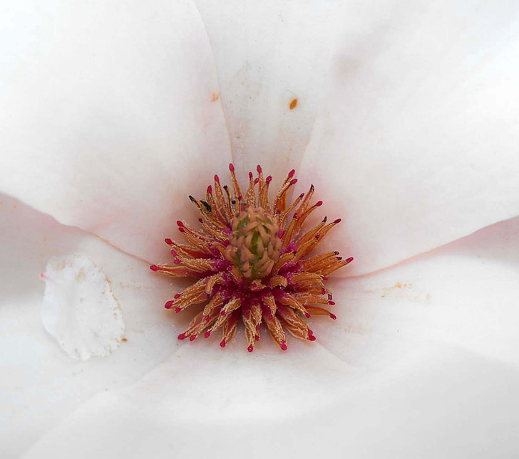 λεπτομέρεια, λουλούδι, λευκό, πέταλα, η κεφαλίδα