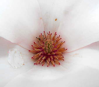 detail, bunga, putih, kelopak bunga, header