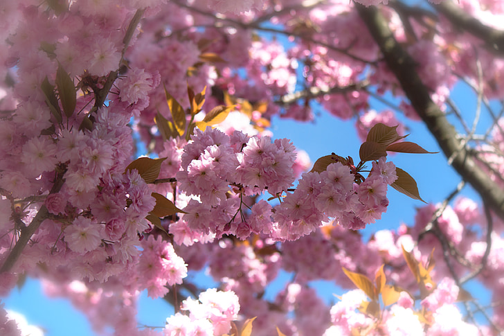 cirera japonesa amb flors, cirerer del Japó, hivernacle Rosa, flor, flor, primavera, flors