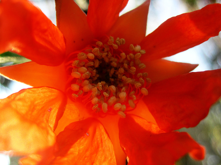 bunga, mekar, delima, Orange, tanslucent, cahaya, Benang Sari