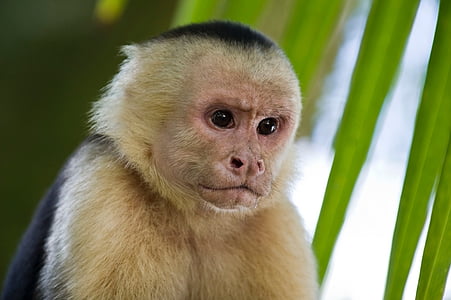 monkey, primates, capuchin, one animal, looking at camera, animal wildlife, portrait
