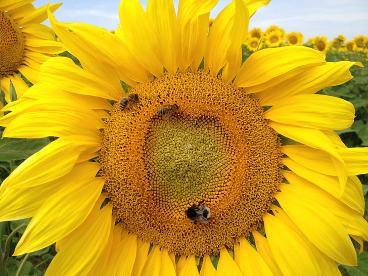sunflower, the bees, insect, nature, bee, flora