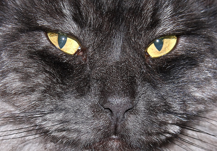 fekete macska, fej, arc, makró, közelről, keres, hazai