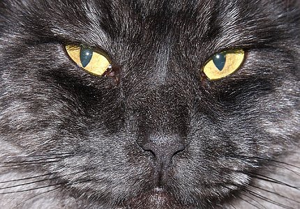 svart katt, huvud, ansikte, makro, närbild, tittar just nu, inhemska