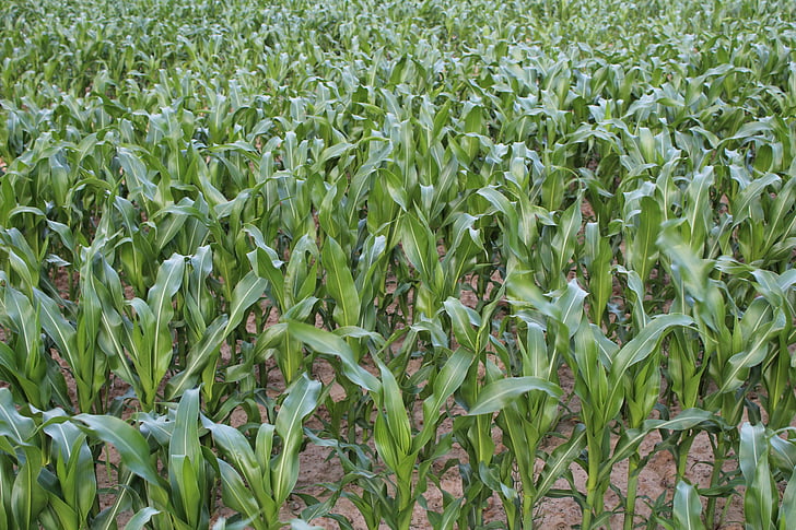 field, corn, a field of corn, field crops