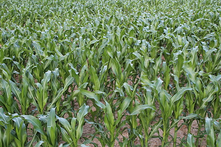 поле, Кукуруза, поле кукурузы, Полевые культуры