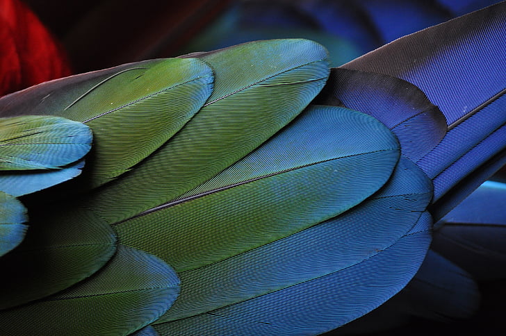 blue, green, feather, wing feathers, wings, close-up, no people