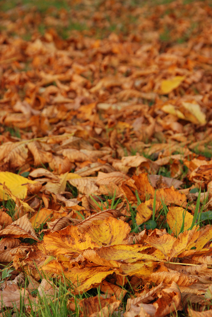 rudens, lapa, atstāj, dzeltena, brūns, rudens krāsas