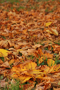 automne, feuille, feuilles, jaune, brun, couleurs d’automne