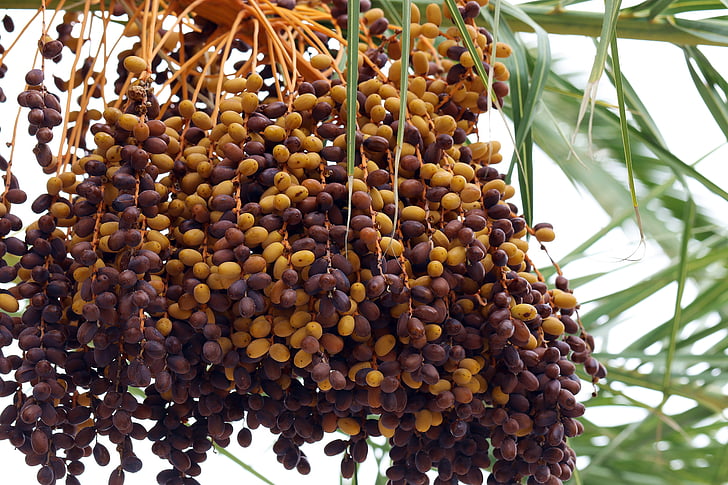 Palma, dateļu palma, datumi, tropu augļu, Tenerife, Spānija, saišķī