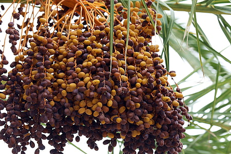 Palma, Data palm, daty, owoce tropikalne, Teneryfa, Hiszpania, kilka