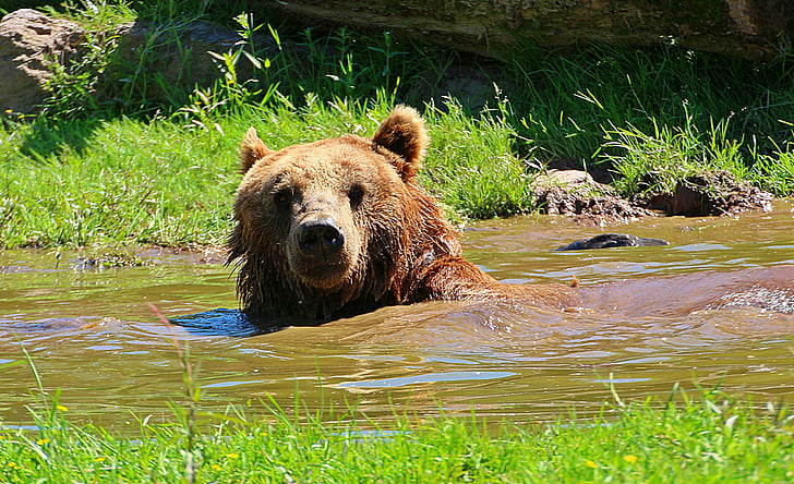 Bjørn, Brunbjørn, vannet dam, å bade, Forfrisk deg, avslappet, sovende