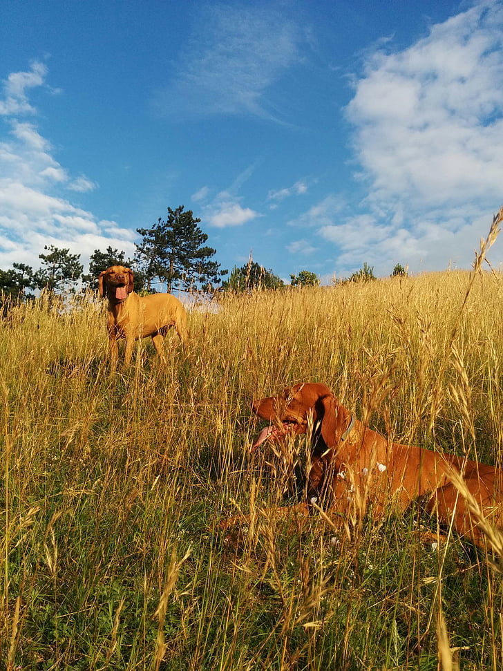 Beagle, drumeţii, câini, cer albastru, câmp, vara, agricultura