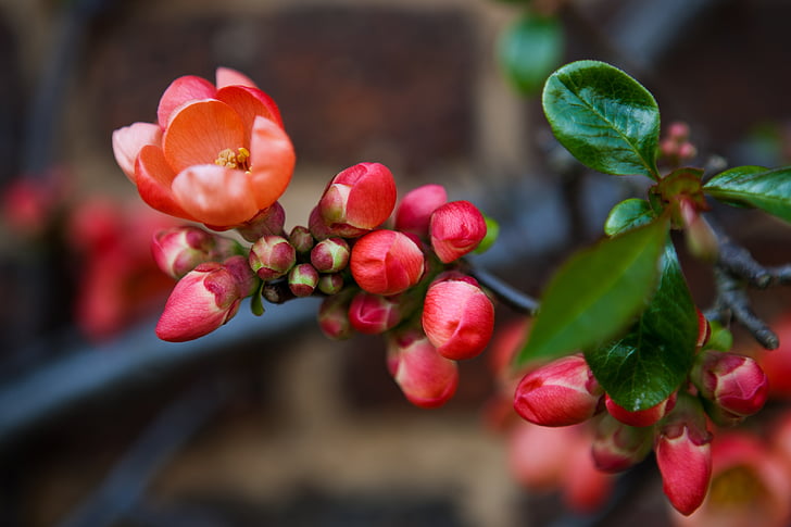 flowering quince, chaenomeles, red, pink, green, bright, colourful