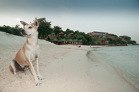 Hund, Haustier, Strand, Ditting, warten, 'Nabend, Meer